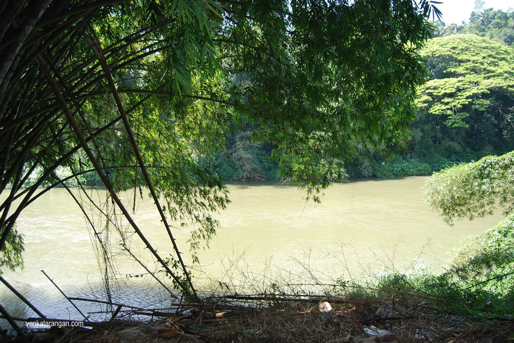 Sri Lanka Pond - Royal Botanical gardens, Peradeniya.