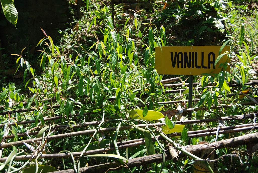 Vanilla Plant (வெண்ணிலா செடி)