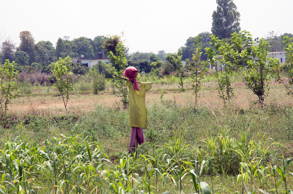 Grains field with 'lady' dressed scarecrow