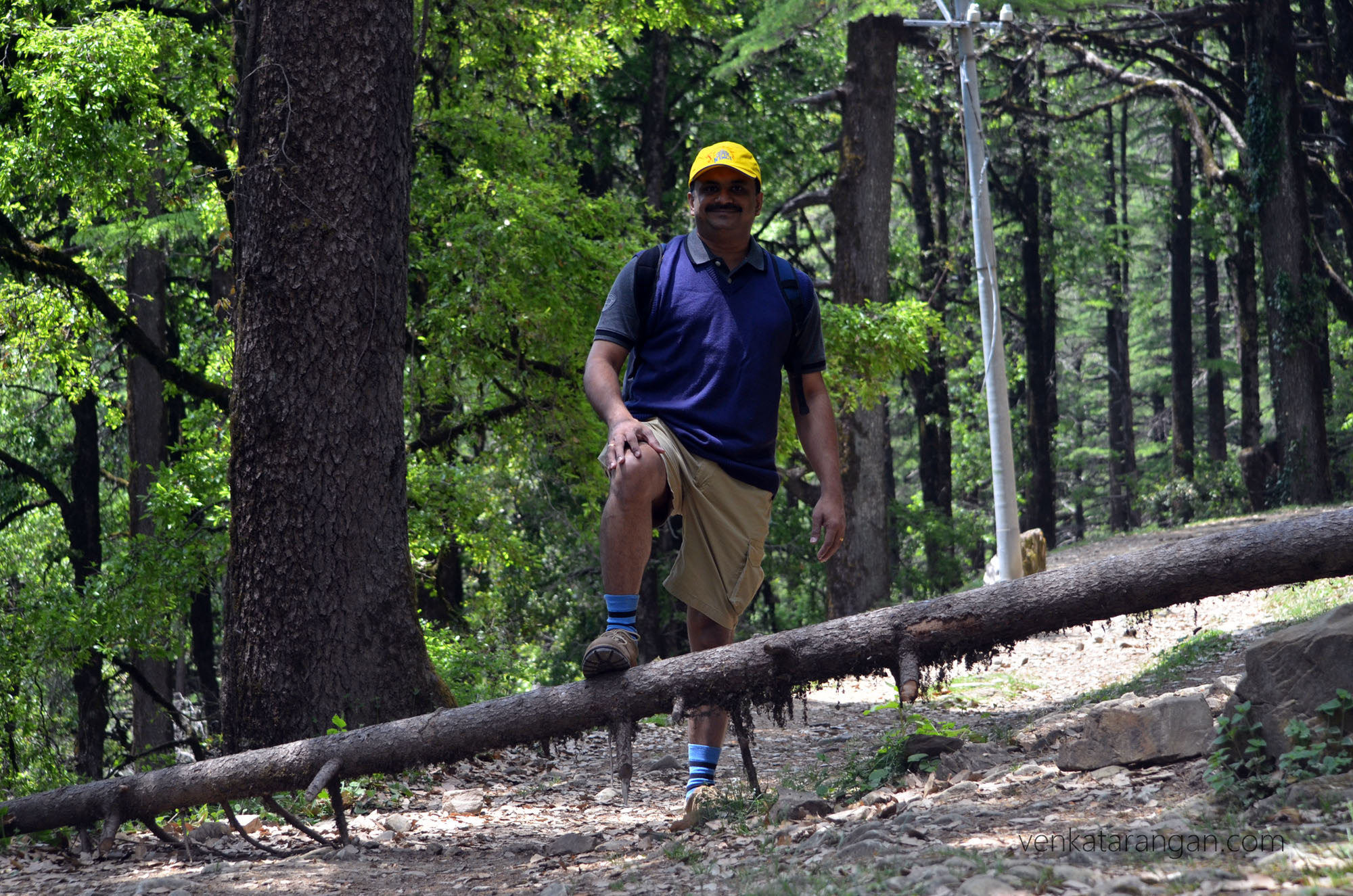 Wild strawberry trail