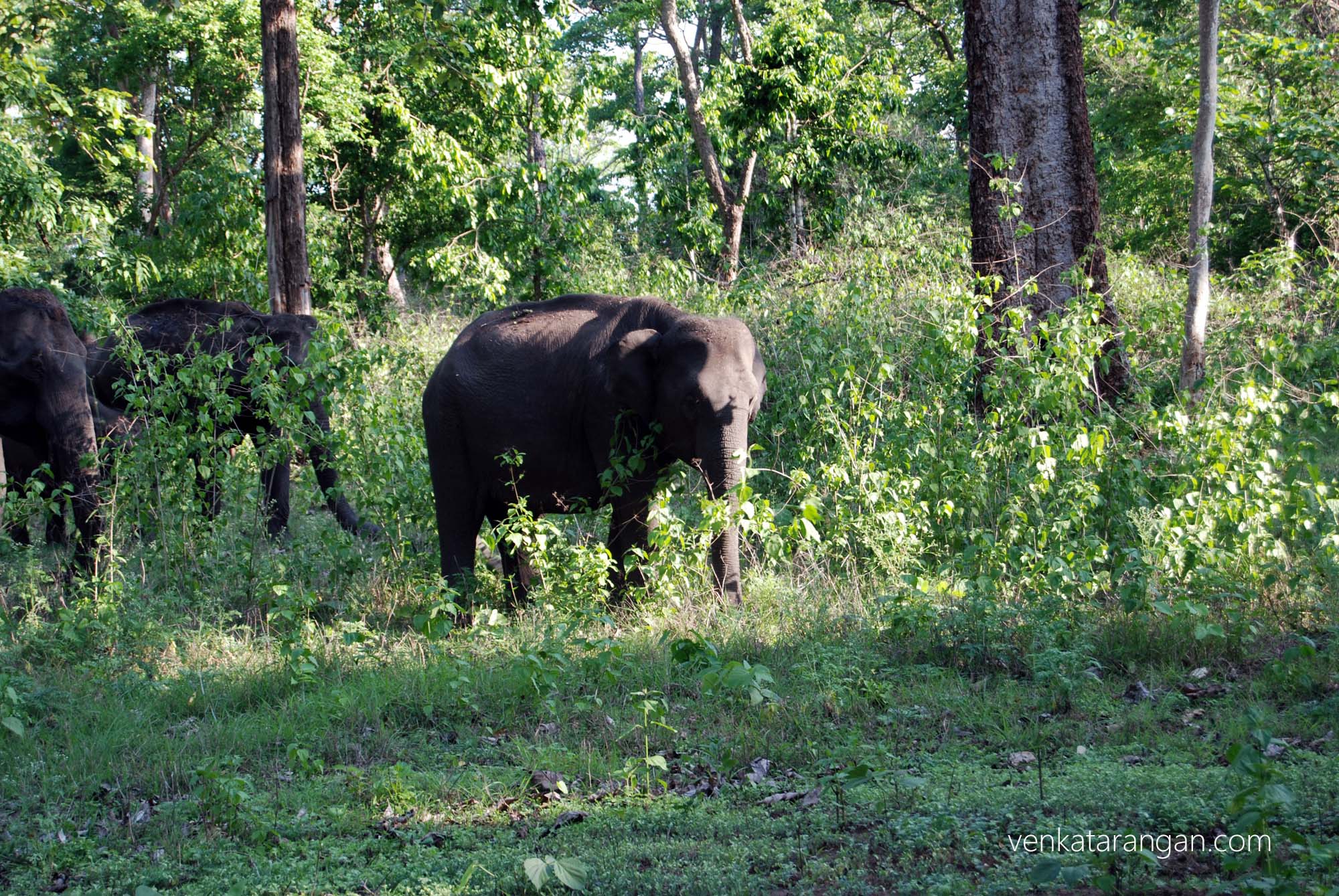 Baby elephant part of the herd