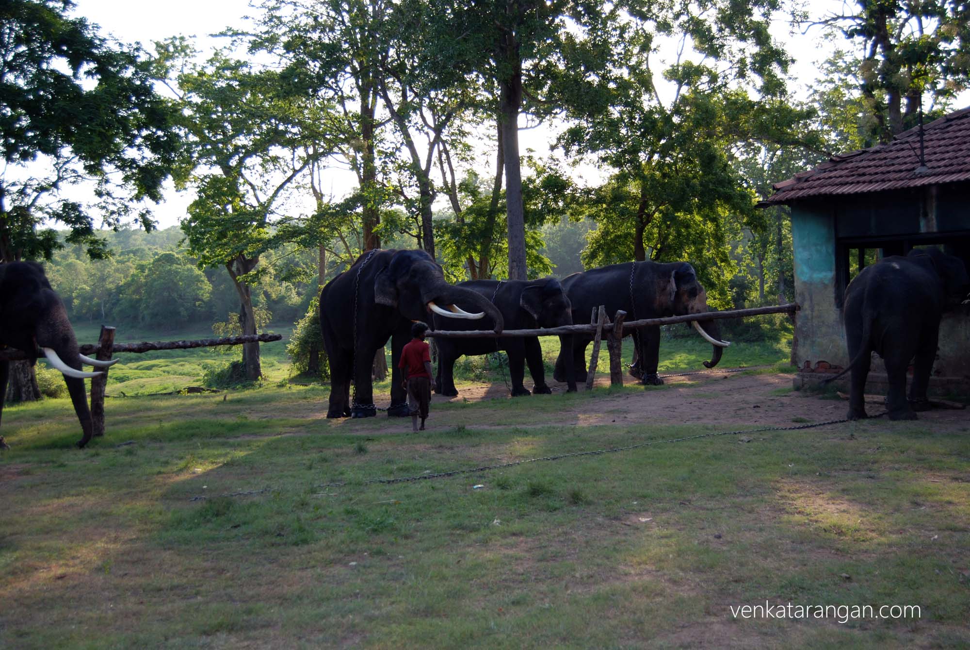 Elephants maintained by forest department