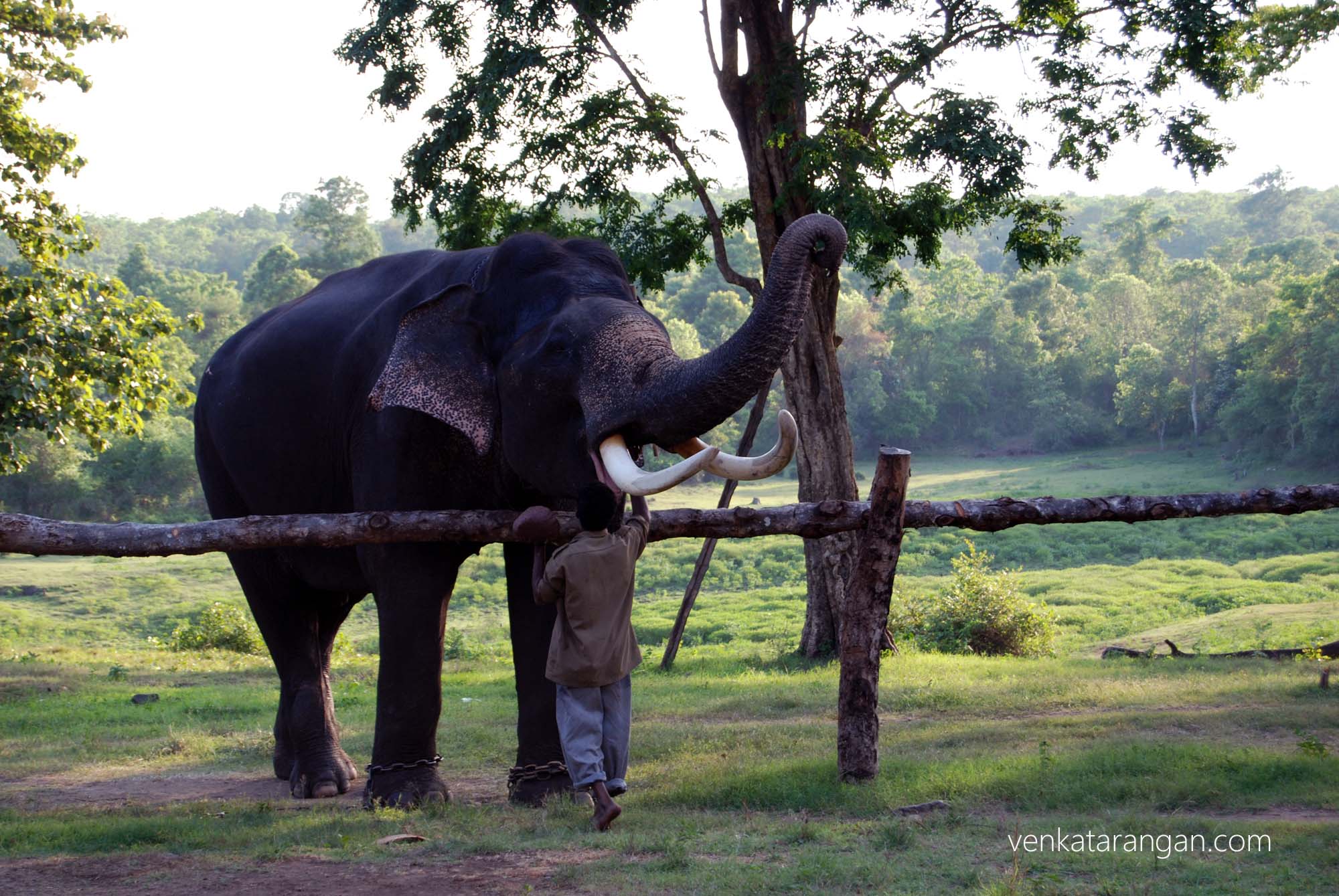 An Elephant having its meal given to it