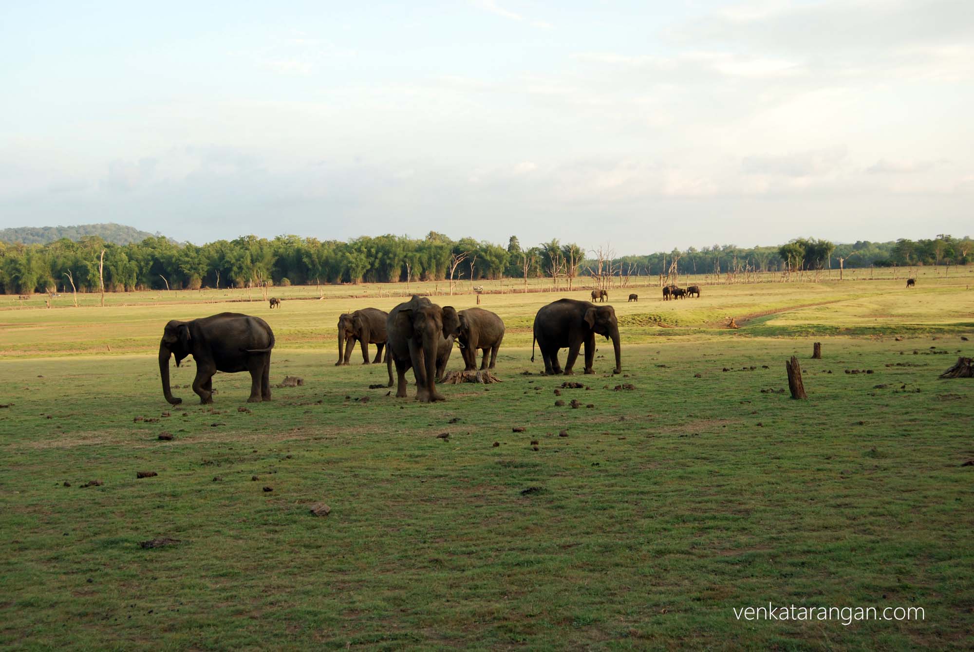 Elephants grazing