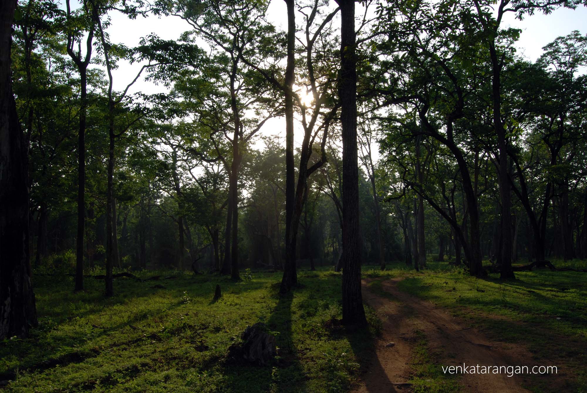 Tour inside the forest