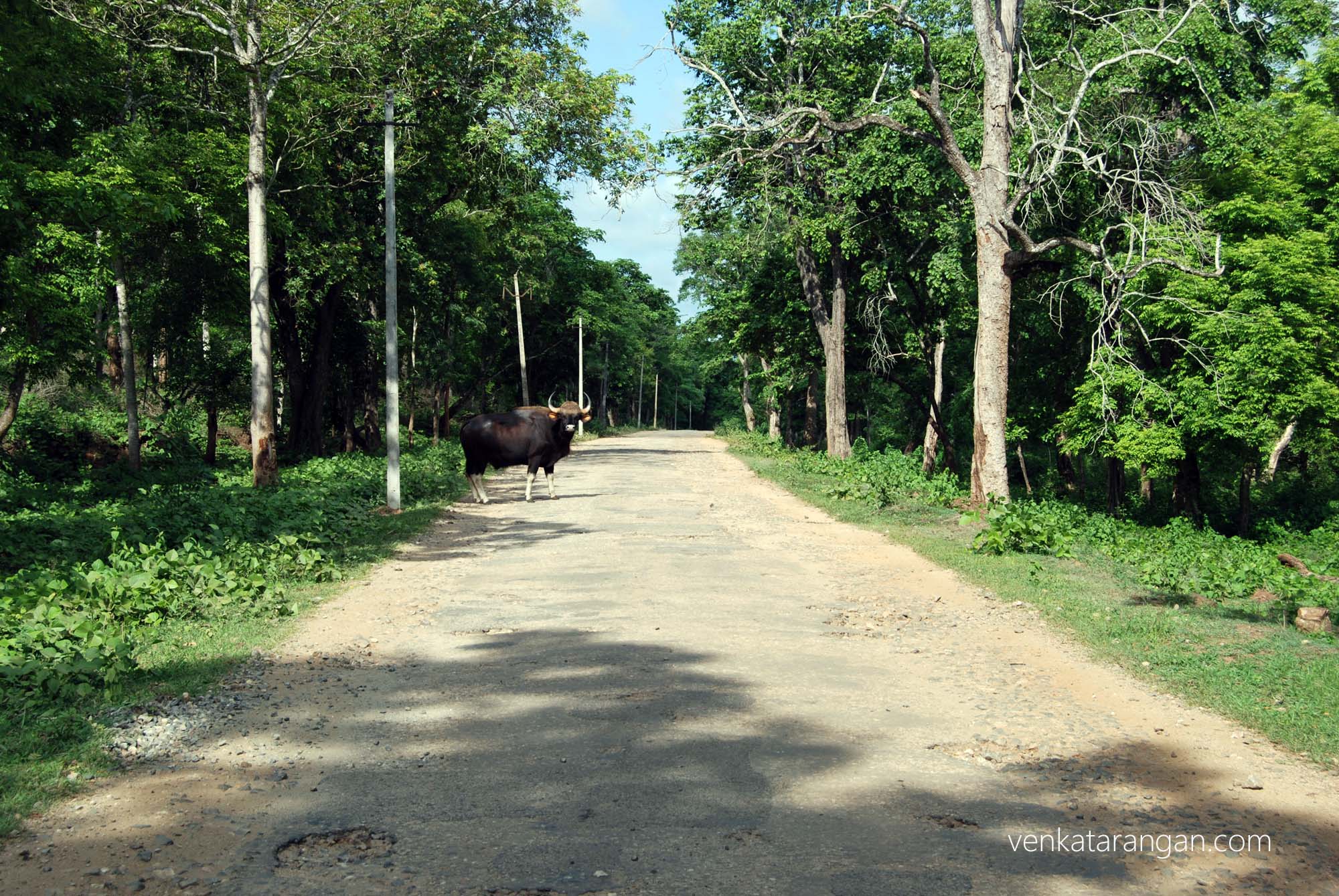 Wild Gaur crossed our path