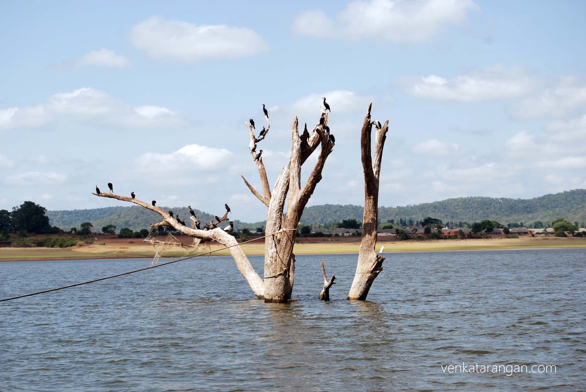 Birds too come to drink