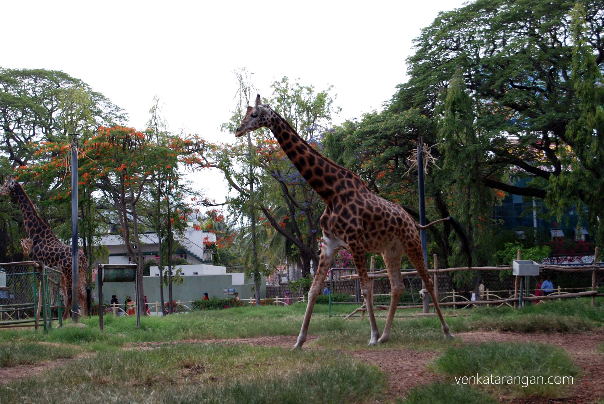 Giraffe