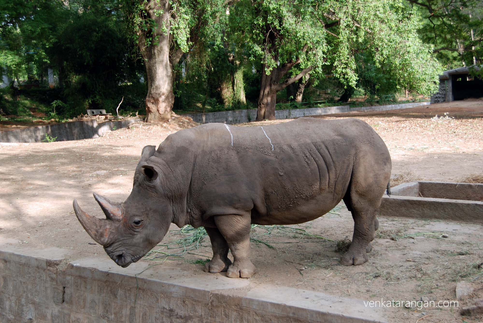 Rhinoceros in the zoo