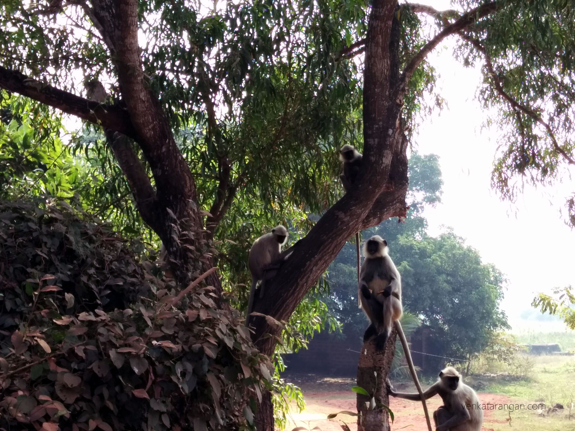 Langoor - Nandankanan Zoological Park