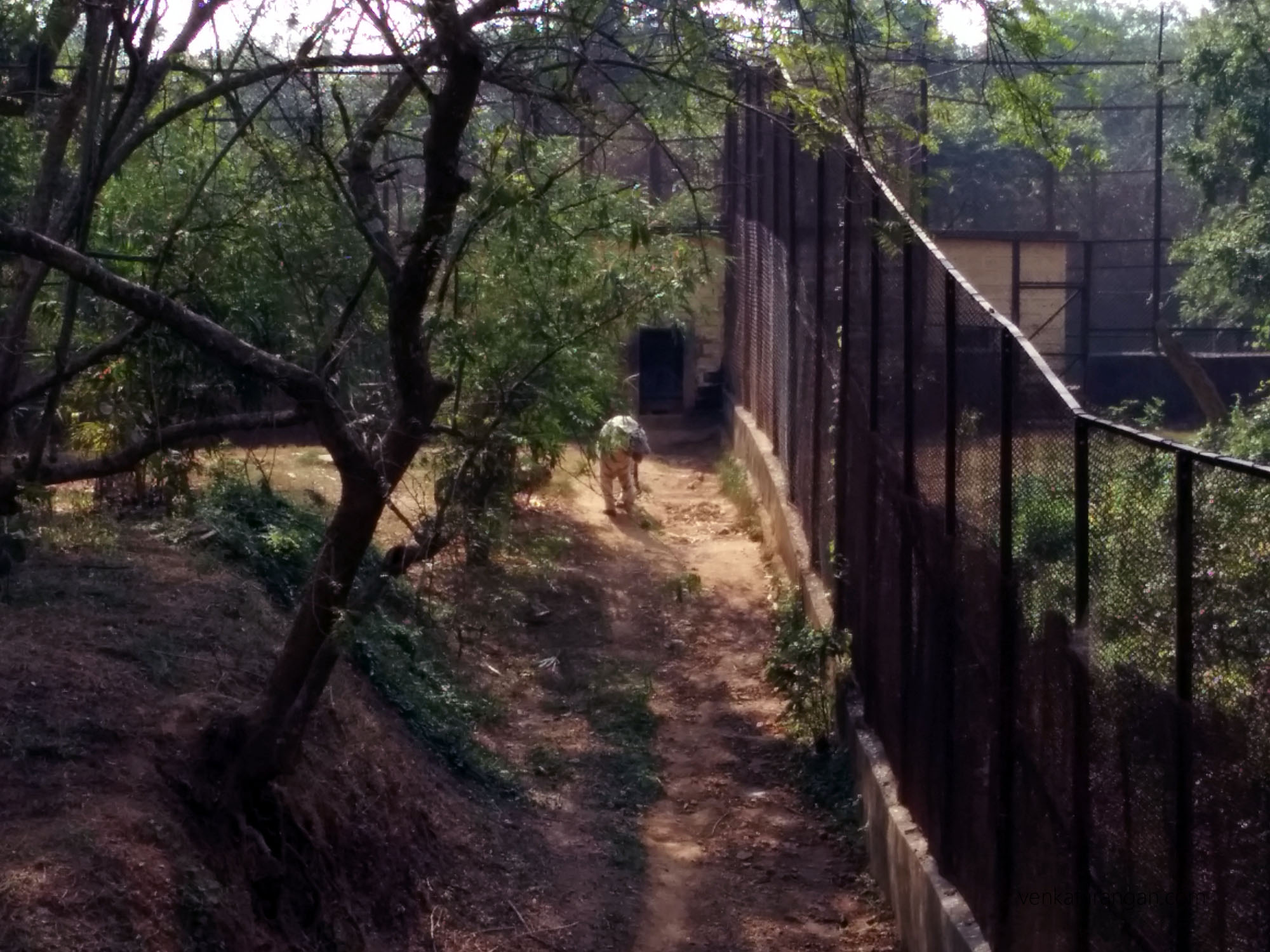 White Tiger - Nandankanan Zoological Park