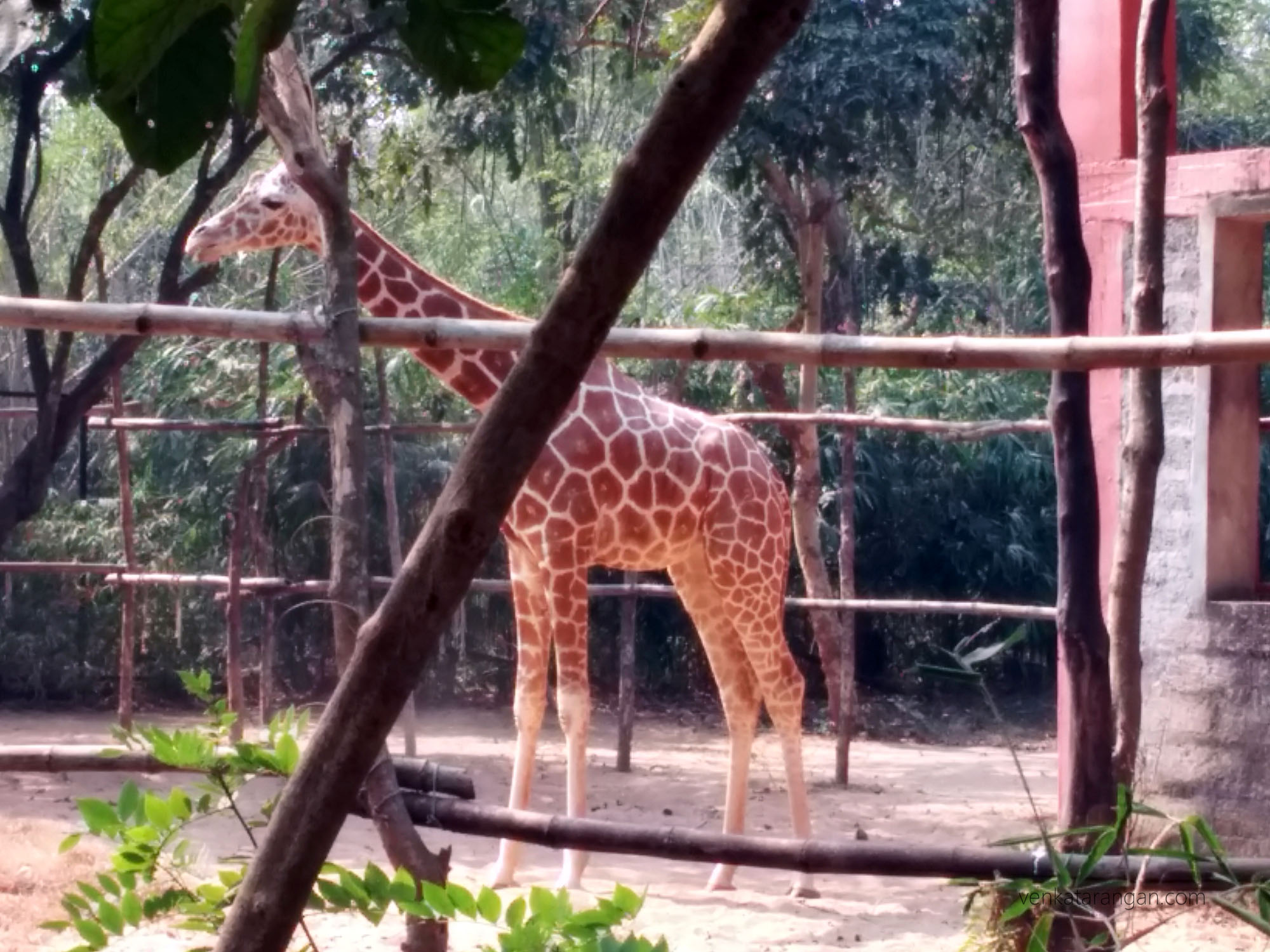 Giraffe - Nandankanan Zoological Park