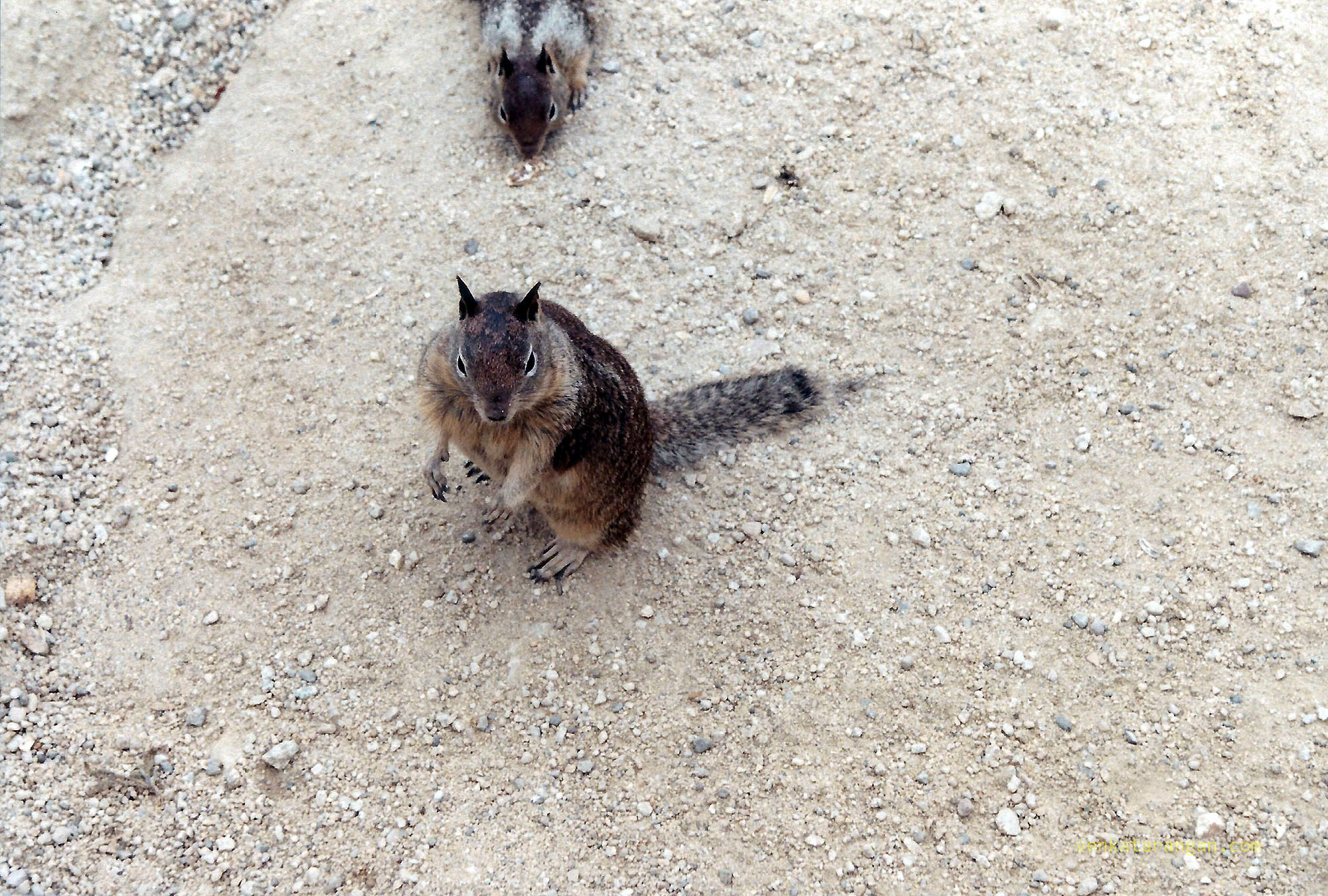 An American Squirrel