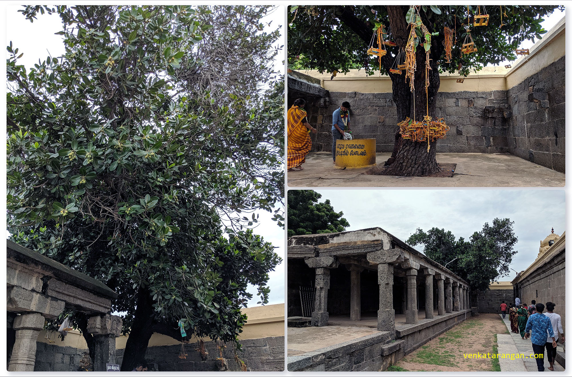View of the holy temple tree, it is believed if you pray to the God here you will get married soon, you come back and offer your marriage garland here as an offering.