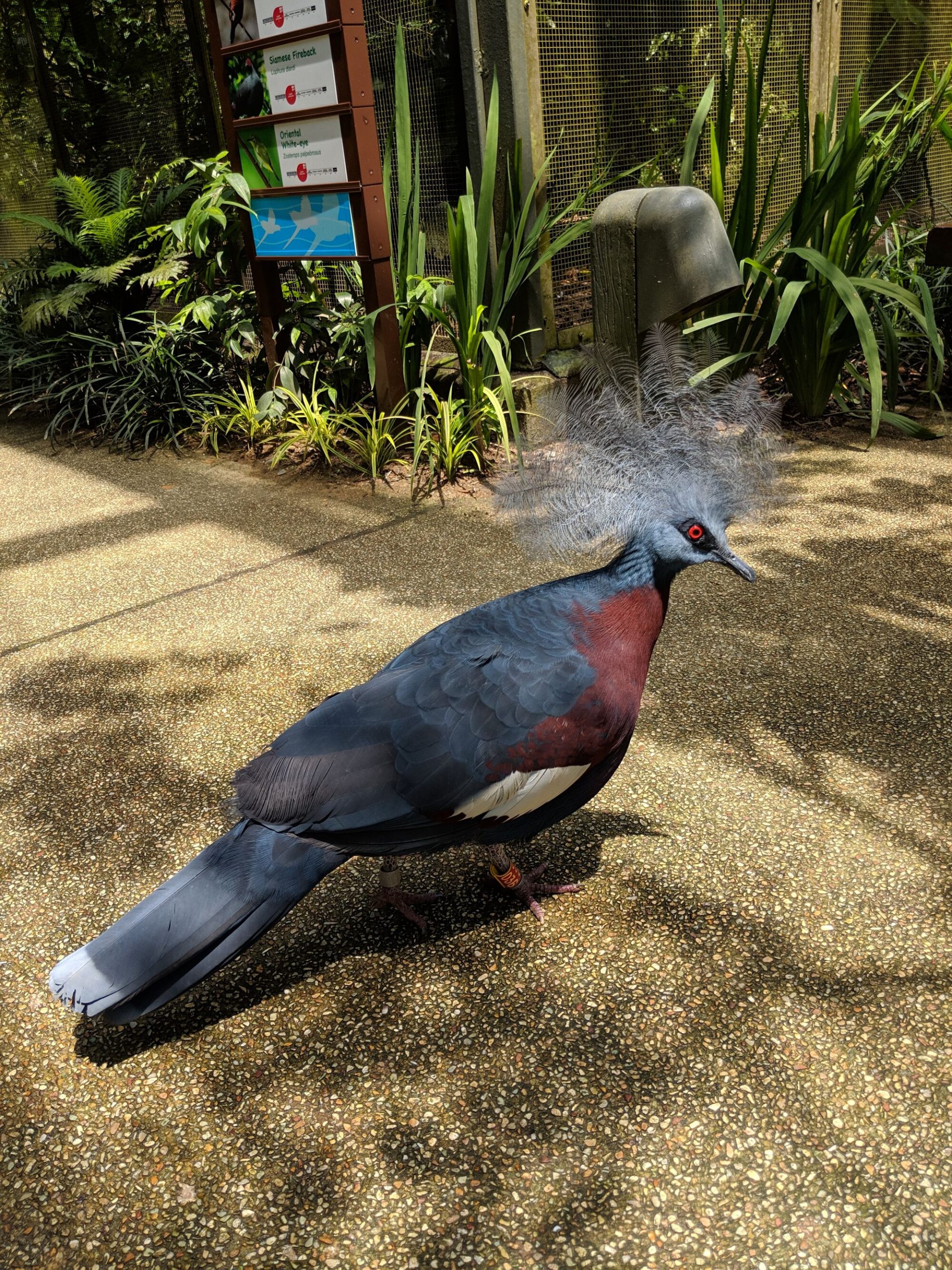 Western crowned pigeon