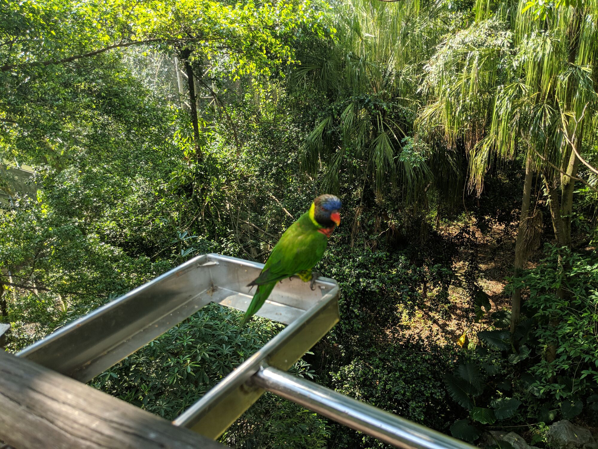 A lorikeet, aka honeyeaters, the many species of this parrot group (subfamily Loriinae) are natives of South Pacific and Australia