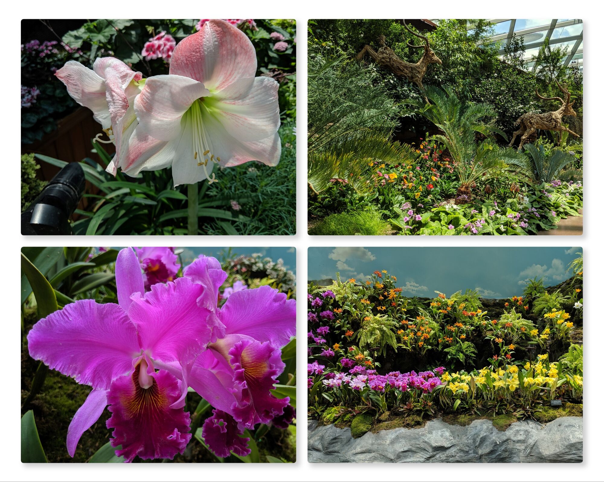 Various plant varieties on display
