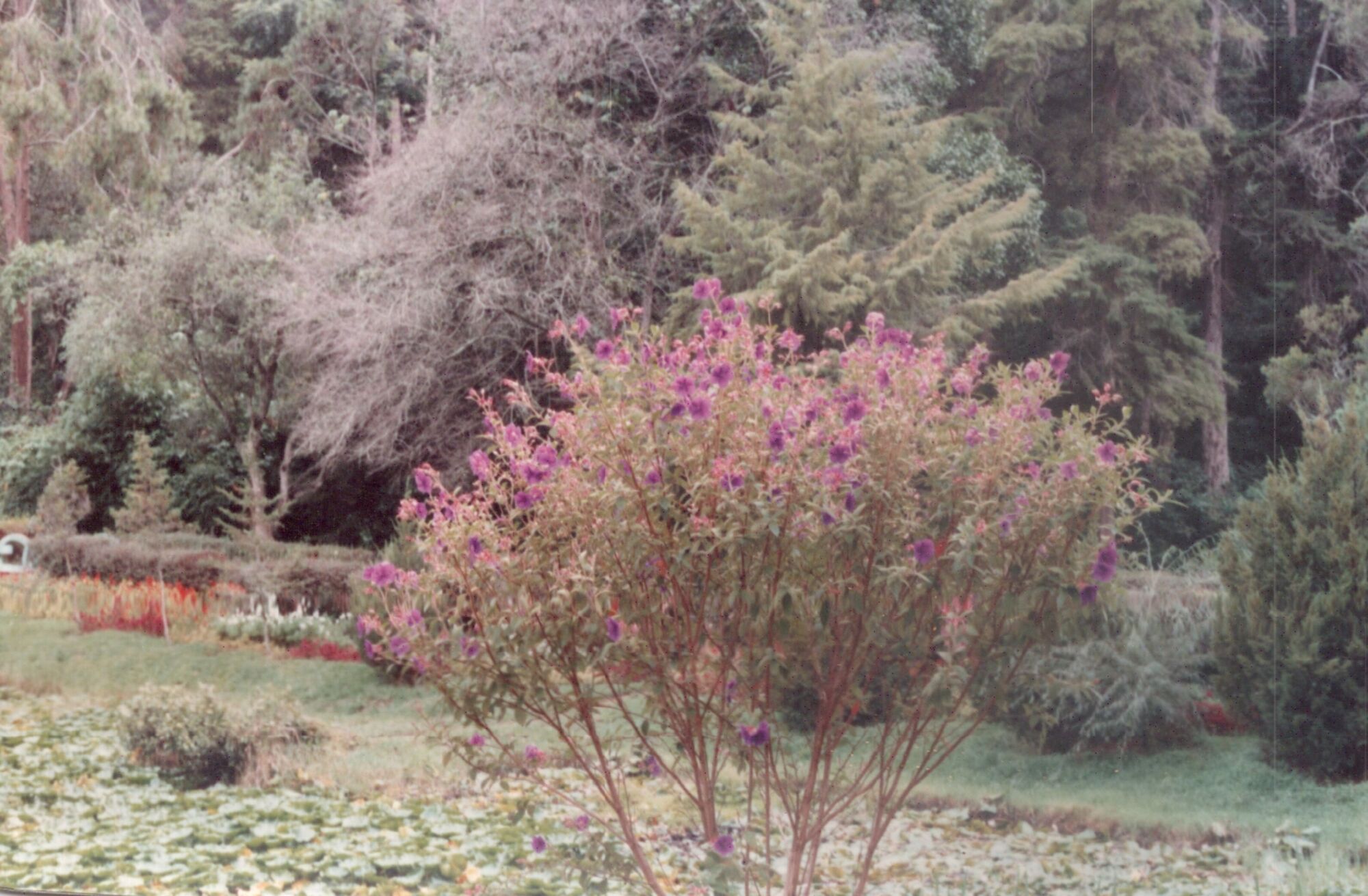 Beautiful flowers in Sim's Park, Coonoor in 1995