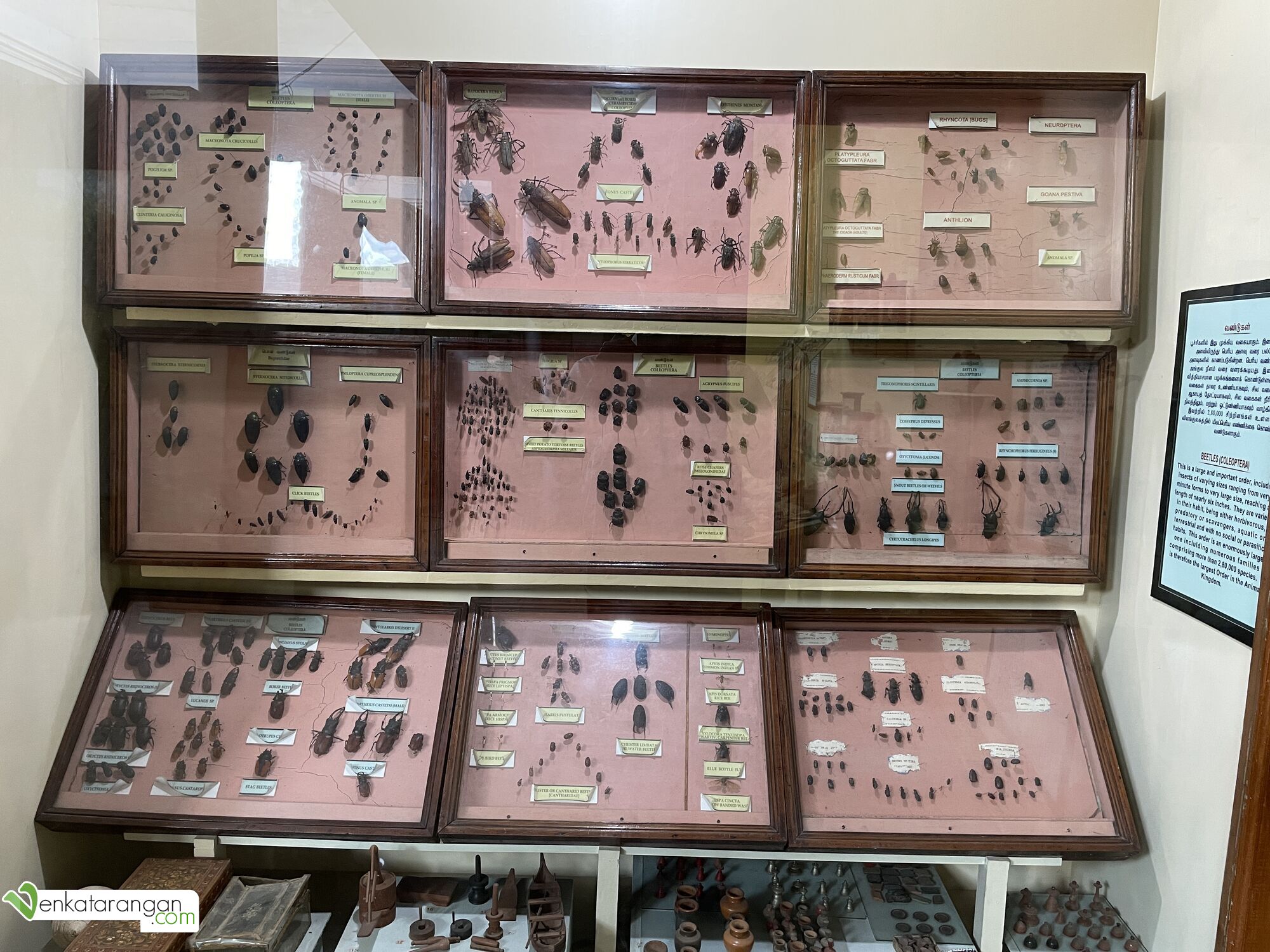 Beetles (வண்டுகள்)