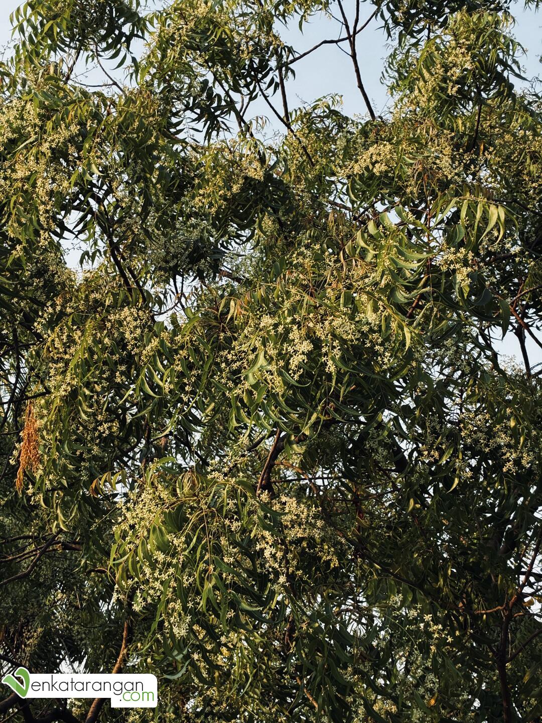 வேப்பம் பூ