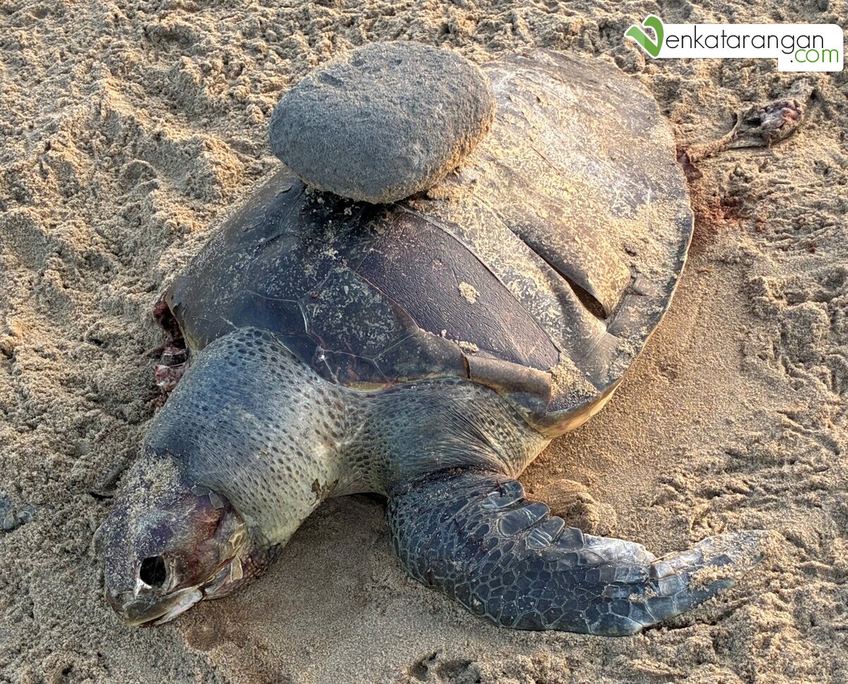 இறந்த பங்குனி ஆமை